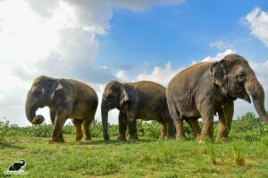 Wildlife SOS calls for action on World Endangered Species Day