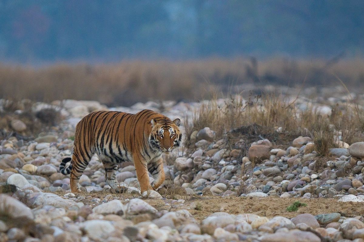Leopard attacks claim Third victim in Pune's Junnar Region
