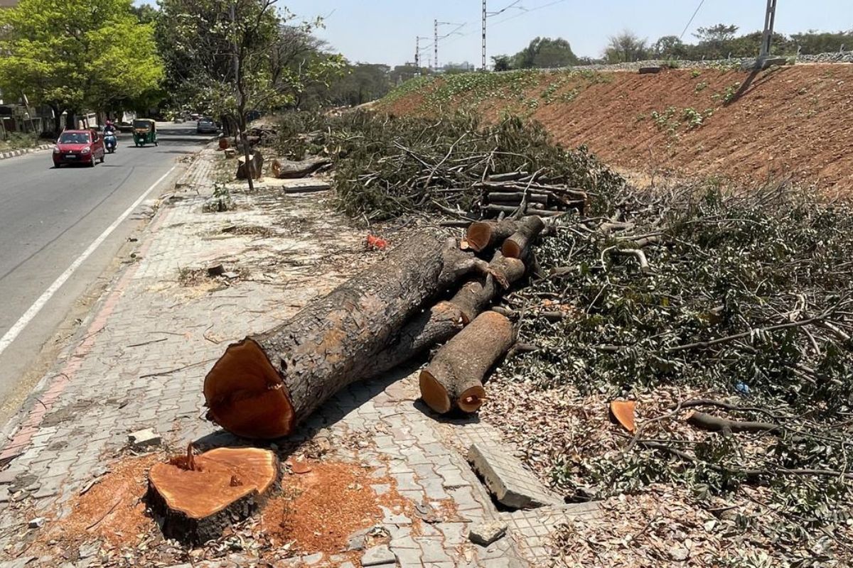 33,776 Trees to be Cut for Upper Ganga Canal Road in Uttar Pradesh