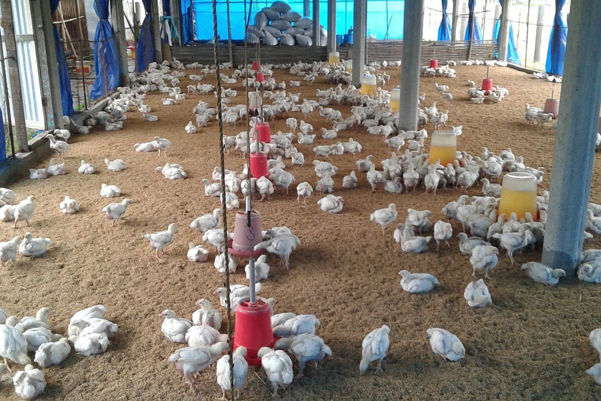 Study finds alarming levels of antibiotic resistance in poultry farms