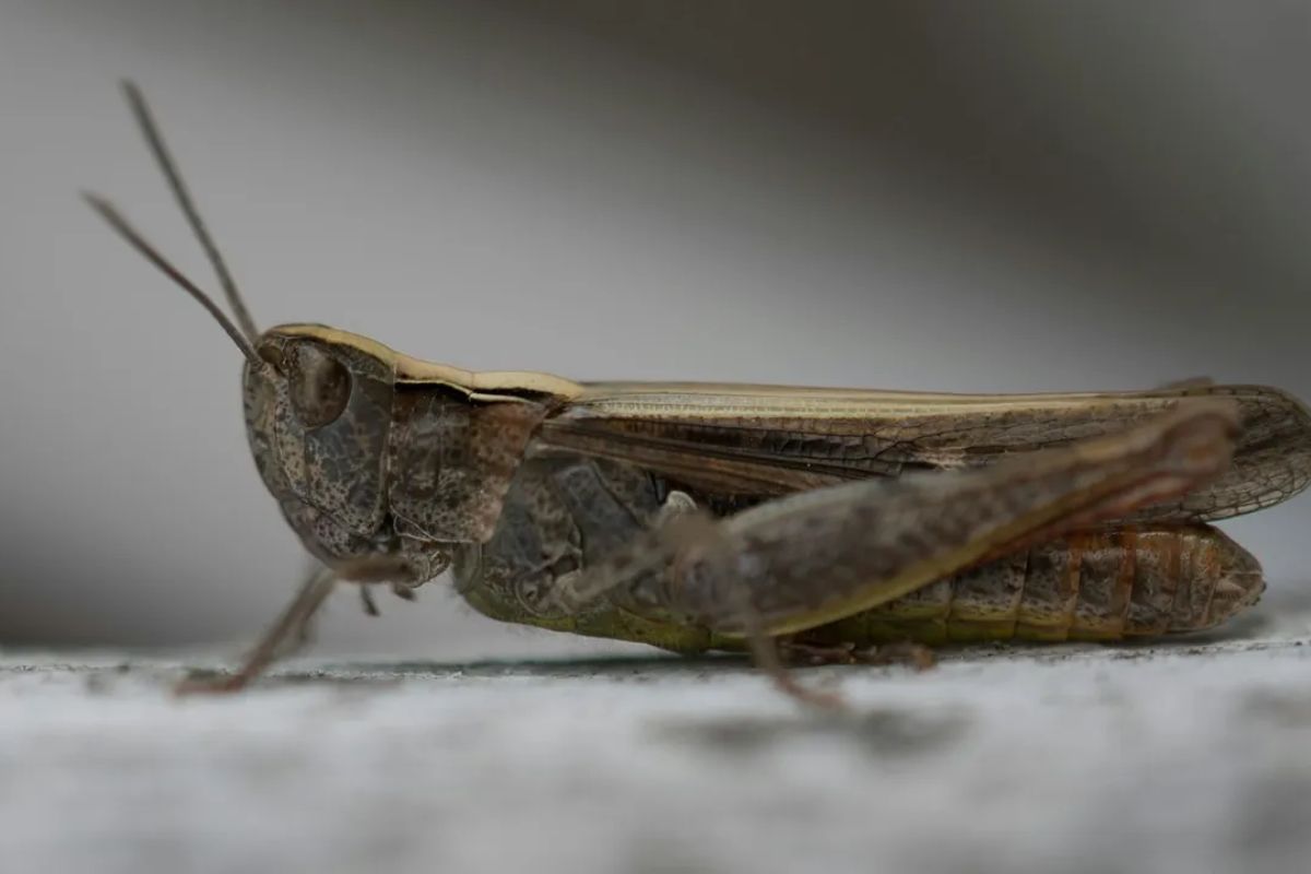 Human noise threatens Cricket Harmony and Survival