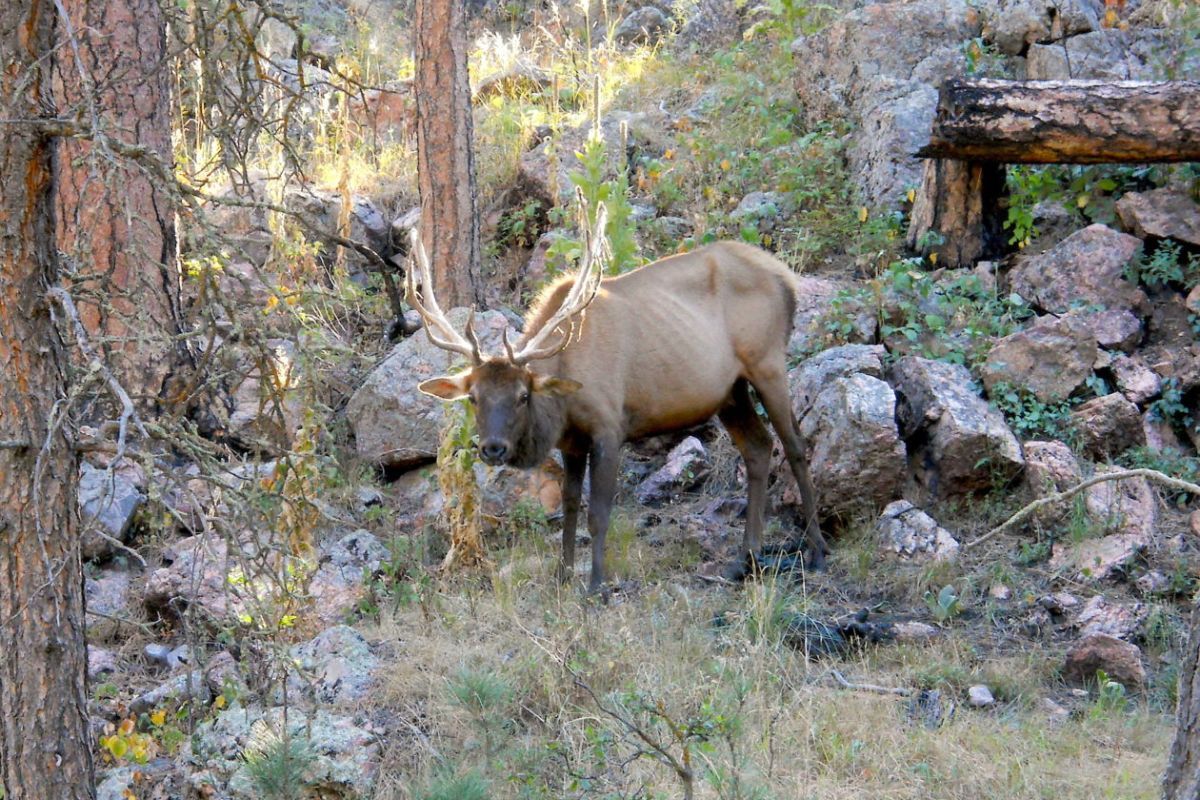 A bull elk with CWD in Wind Cave National Park, South Dakota. USGS