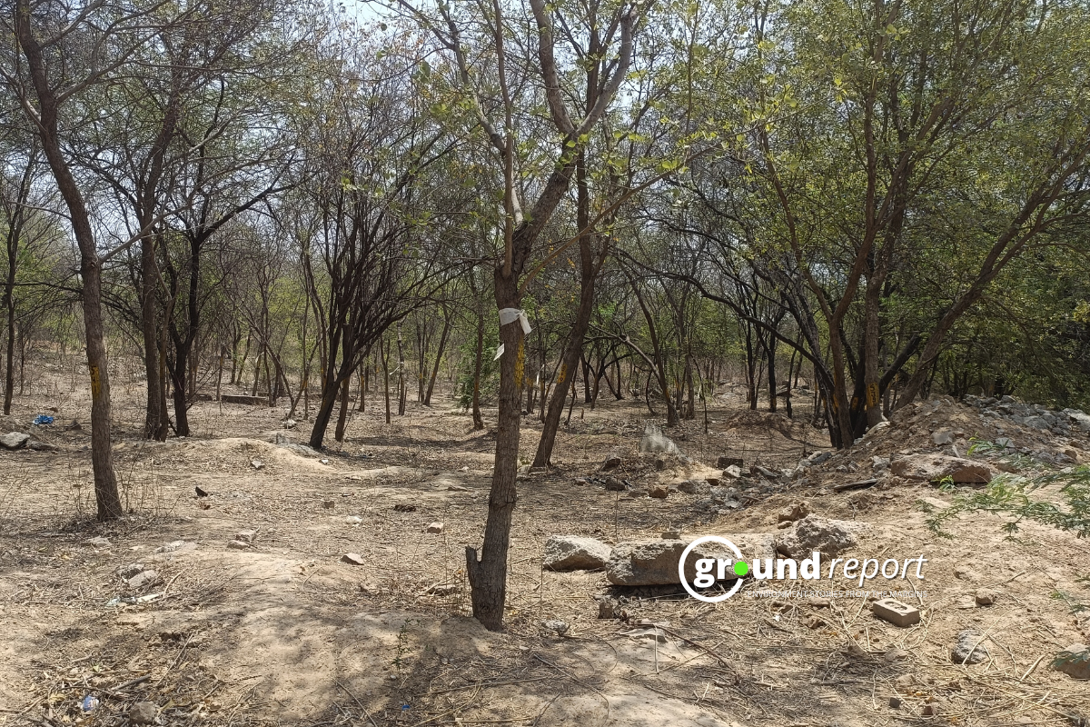 trees with white ribbon