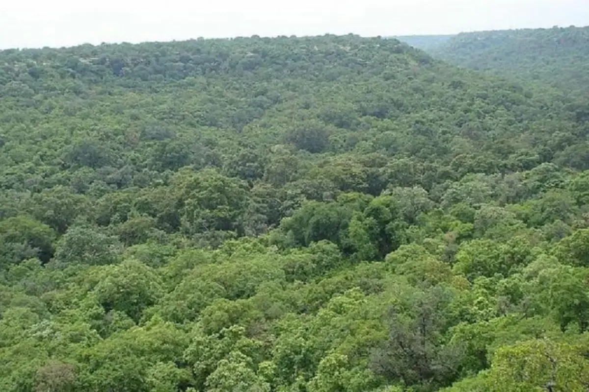 #SaveBuxwahaForest आंदोलन का नहीं हुआ लोकसभा चुनाव के नतीजों पर असर