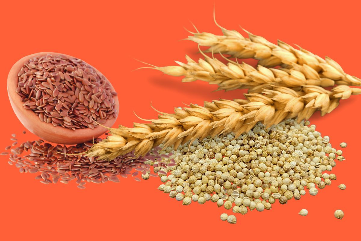 बीज उत्सव: परंपरागत बीजों की रक्षा का उत्सव