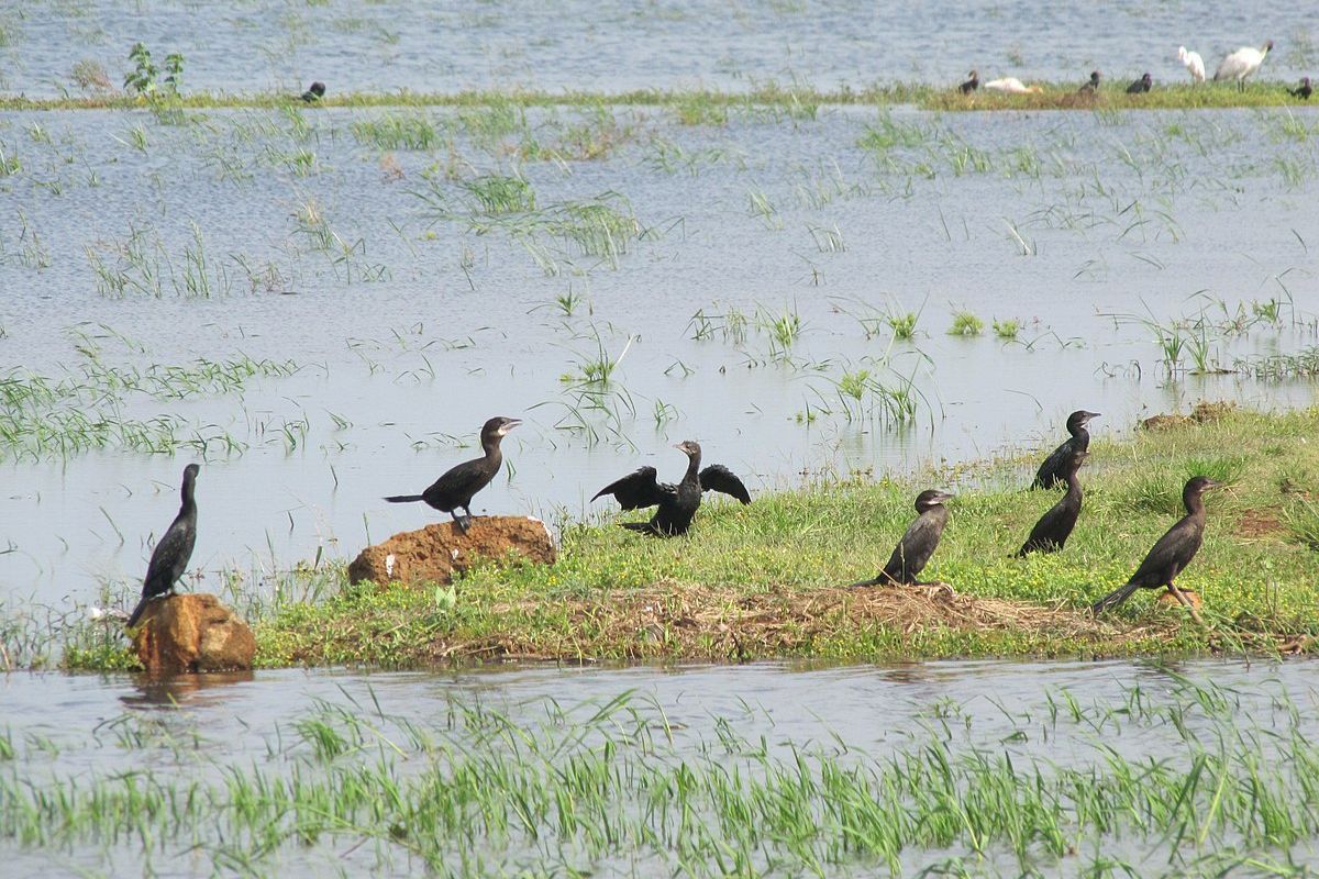 30% gone in 30 years, the rapid decline of India's wetlands