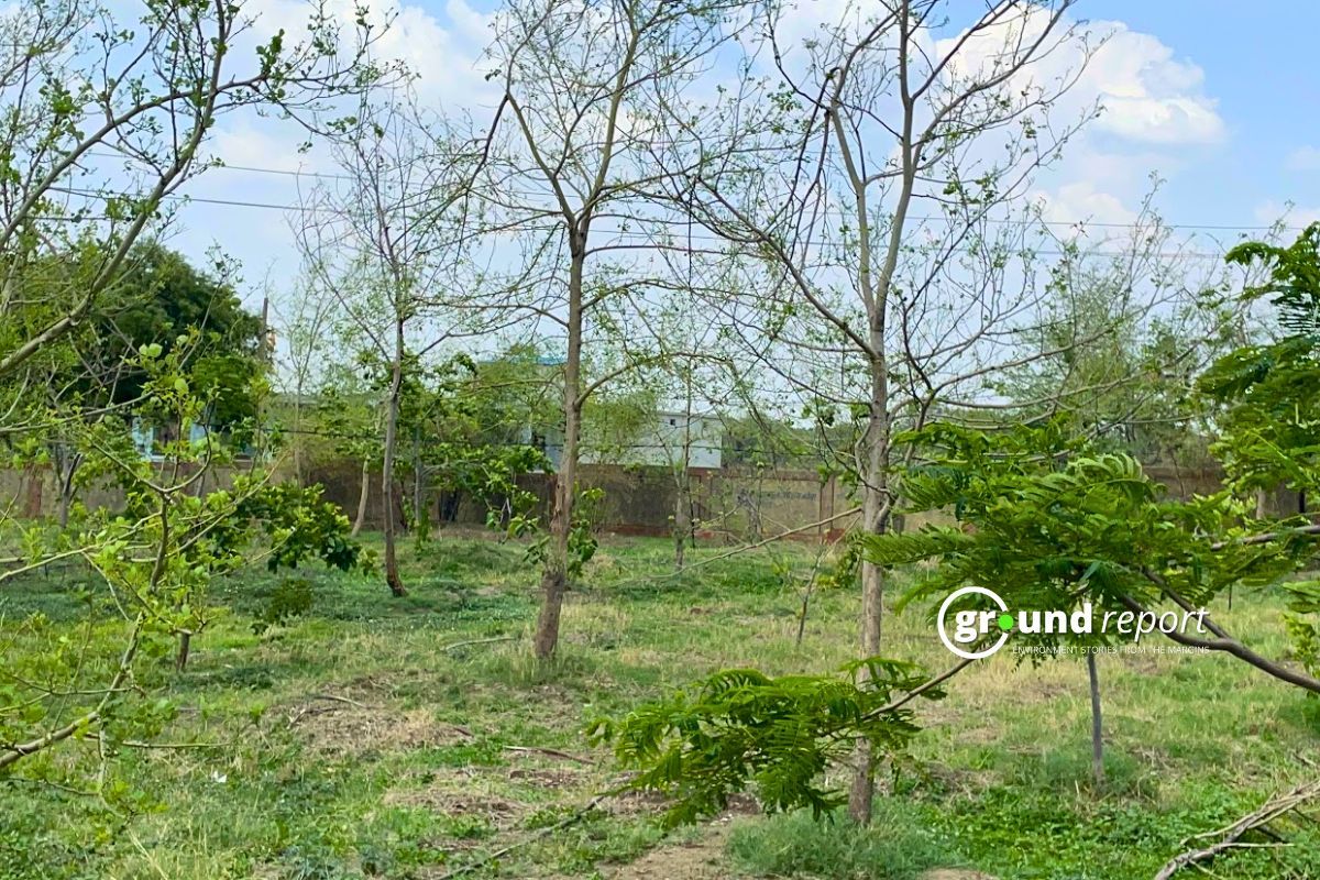 Plantation at Khadi Haat