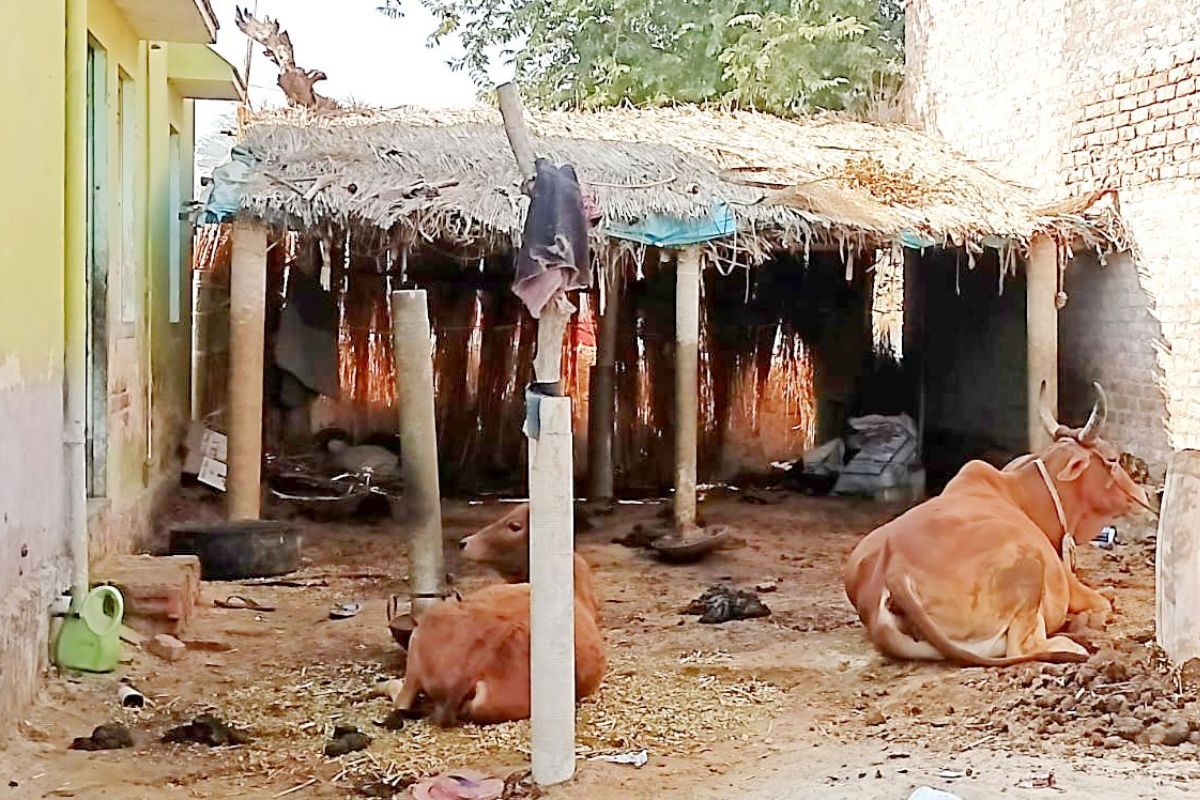 क्यों किसानों के लिए पशुपालन बोझ बनता जा रहा है?