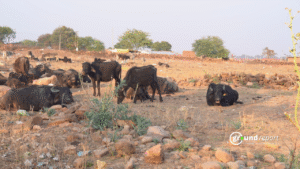 Rise in cattle population, smuggling crackdown, and accidents in MP