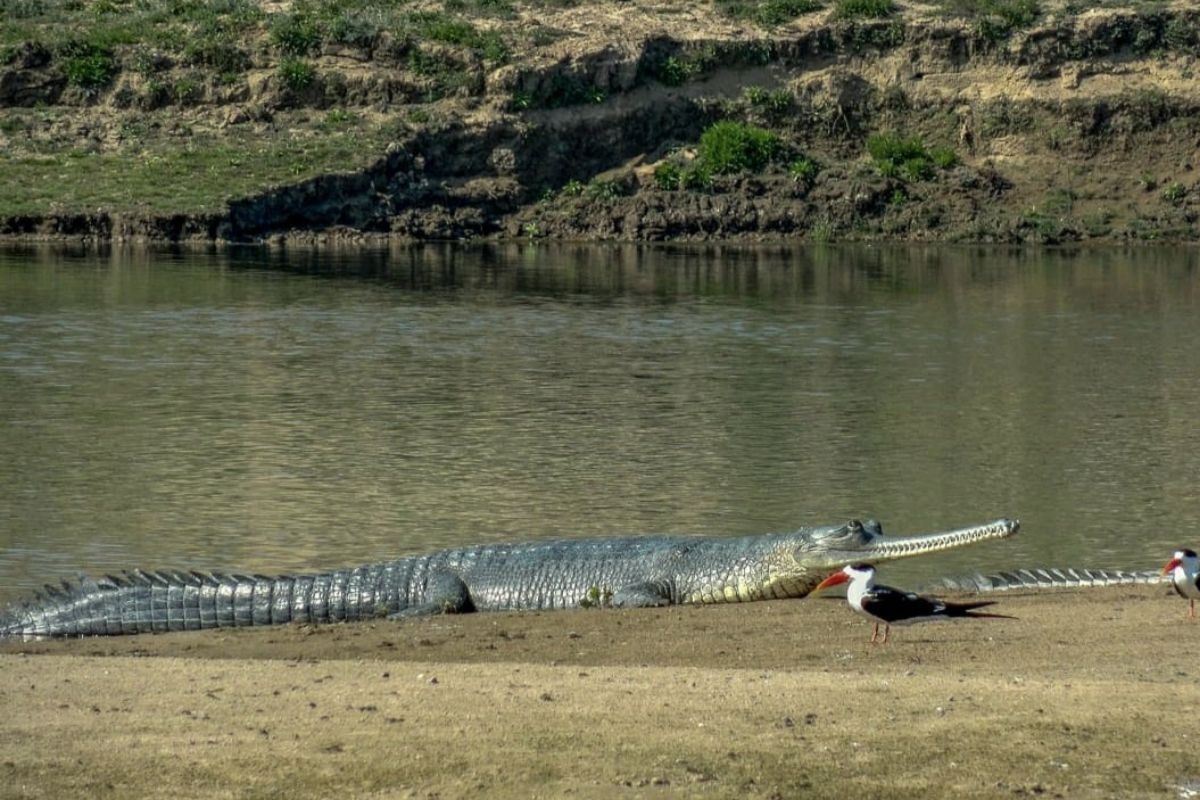 gharial crocodile