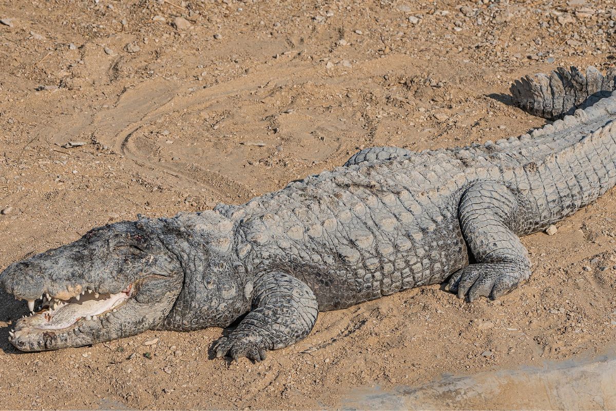 mugger crocodile