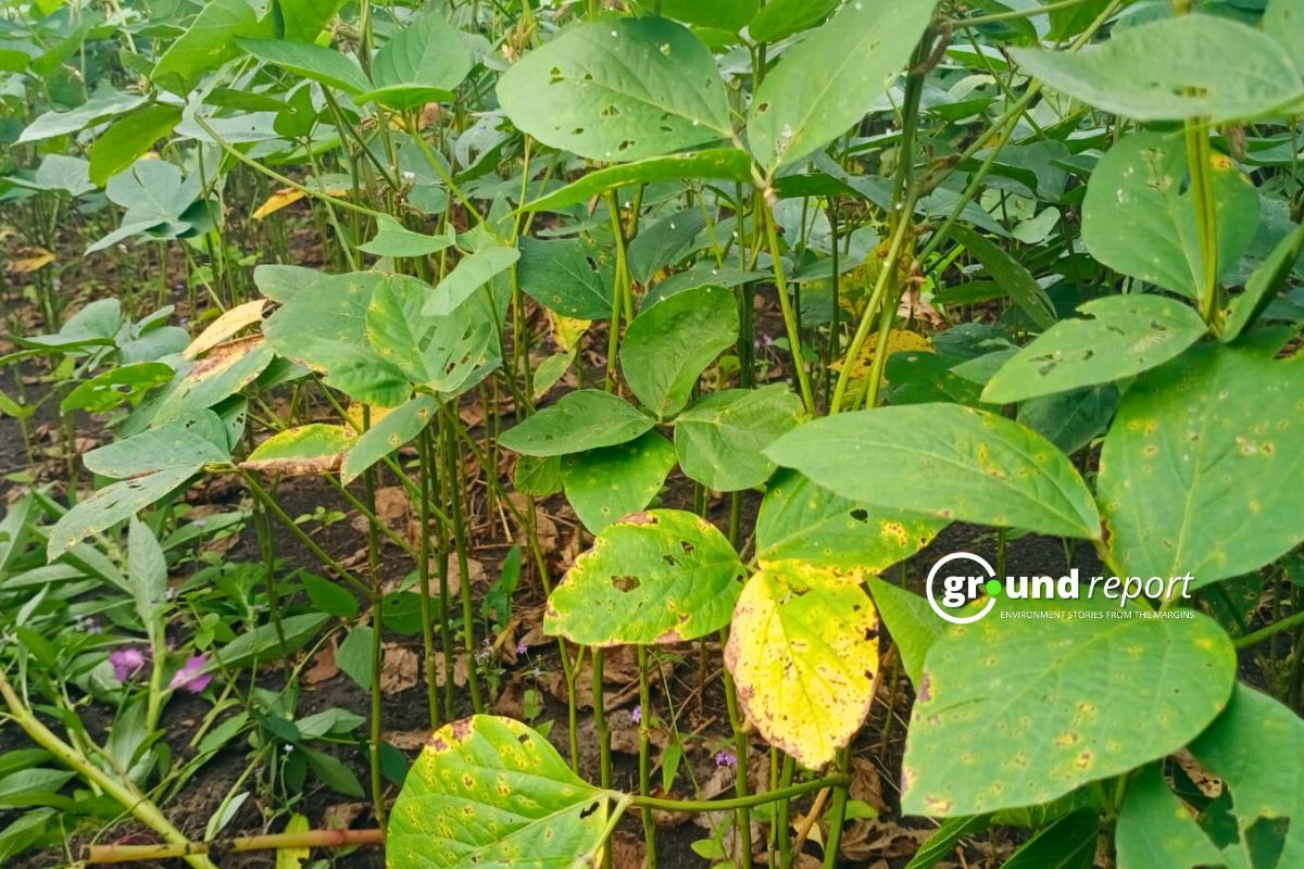 Soybean purchase on MSP in MP approved by centre
