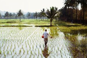 Extended monsoon started impacting kharif crop production