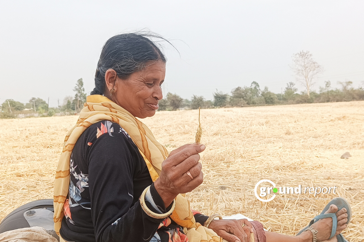Data: Wheat in Madhya Pradesh, stagnant yield and crop losses
