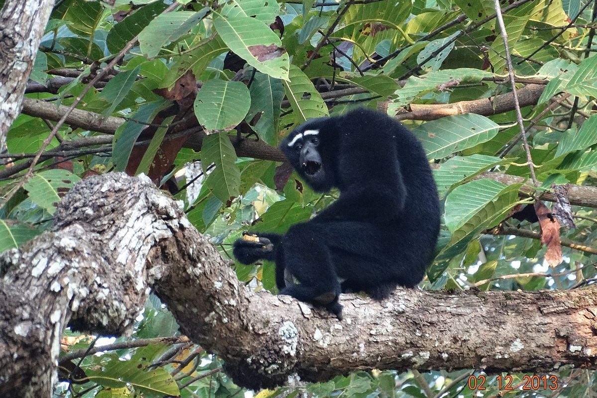 Why Hoolock gibbon conservation is important for India?
