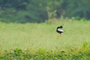 खरमोर के संरक्षण में कहां रह गई कमी, मध्य प्रदेश में विलुप्त!