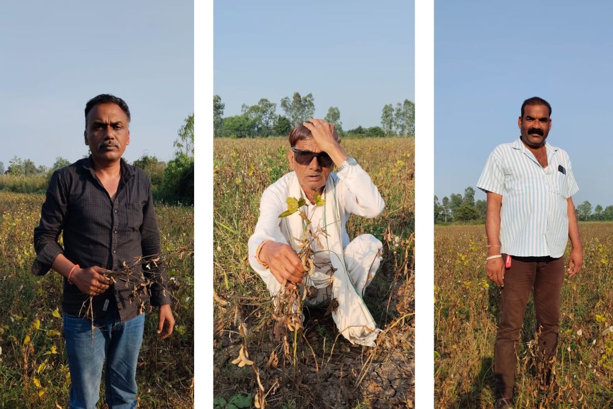 Soybean crop madhya pradesh