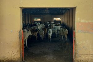 Mitigation strategies to cut the carbon footprint of milk production