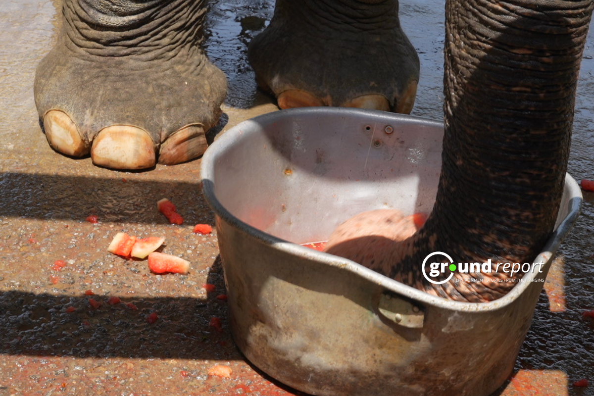 watermelon for elephants