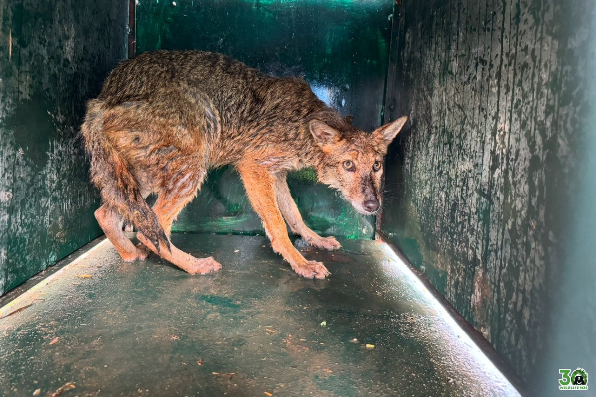 Golden jackal rescued from 40-foot open well in Agra