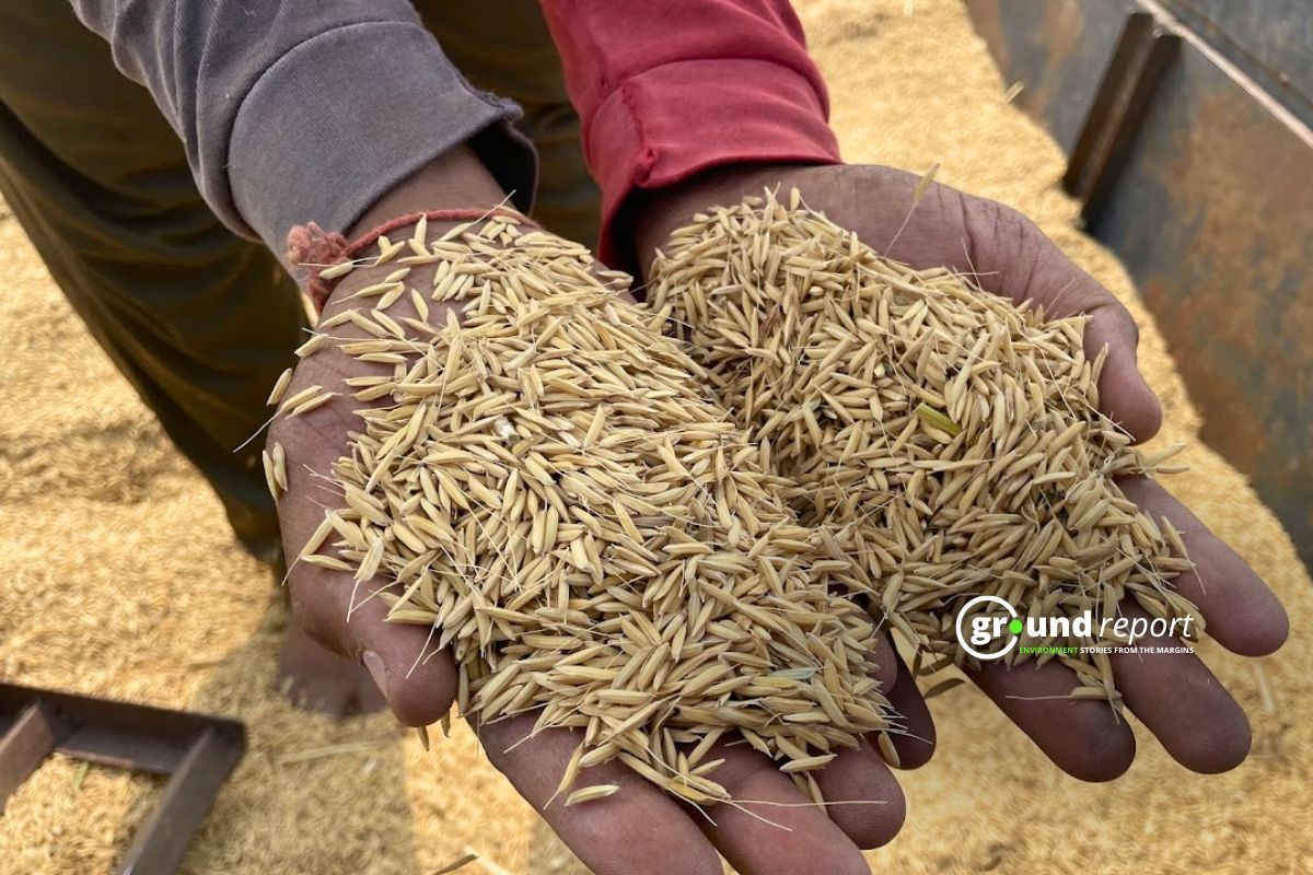 Record rice production in Kharif 2024-25, while pulses decline