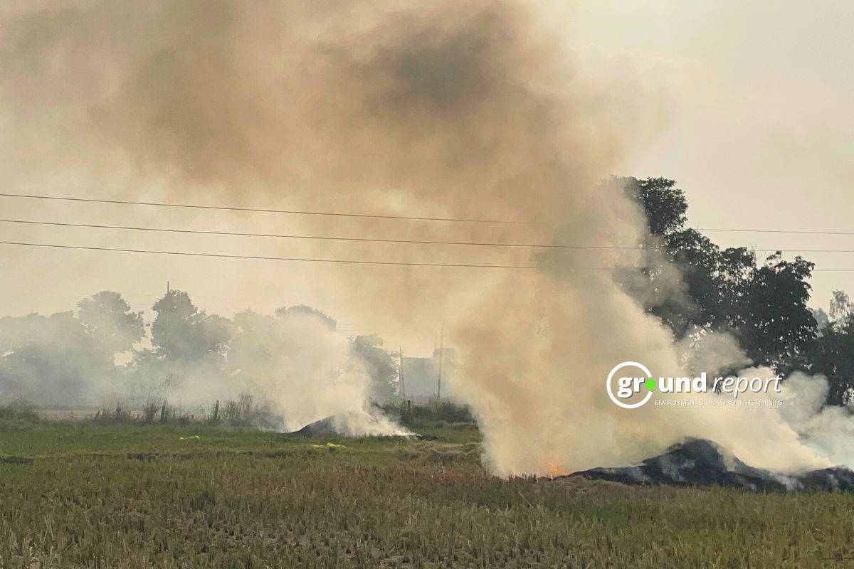 Record Stubble-Burning Cases in MP, NGT Seeks Report