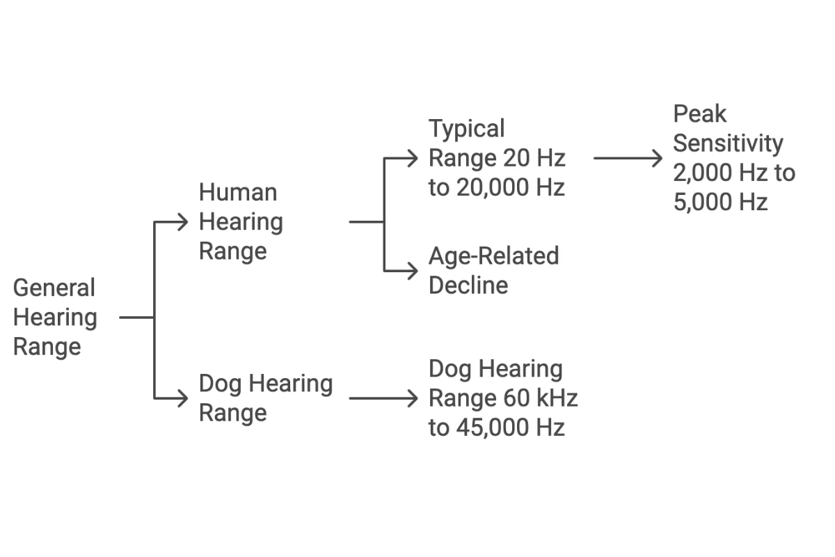 General hearing range betwen humans and dogs