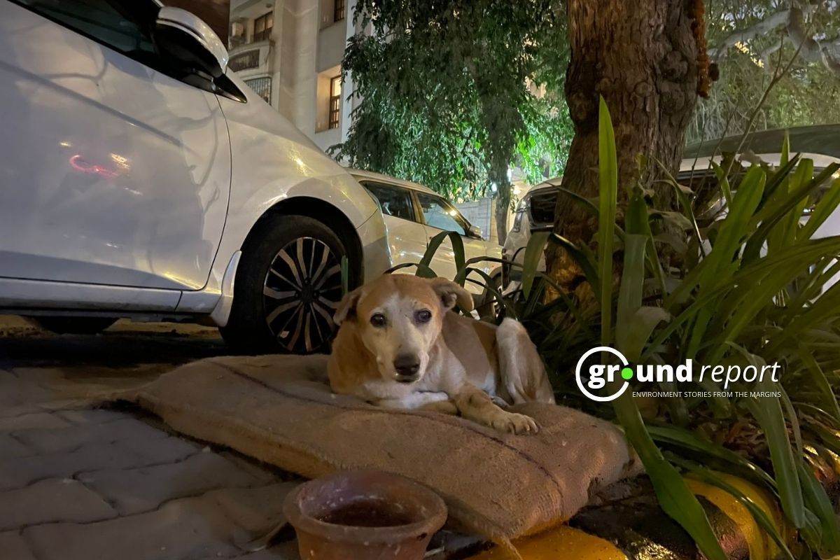 Man Beats 14-Year-Old Community Dog with Baseball Bat in Sonipat