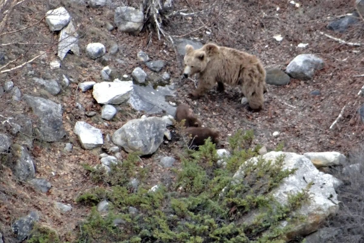 Himalayan Brown Bears Cling to Survival in Ladakh's Shrinking Refuges