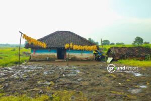 Niger seed decline in Mandla challenges India’s millet push