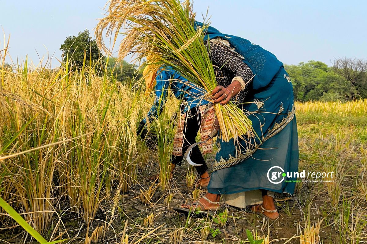 Underpaid and overworked: Story of MP's women farm labourers