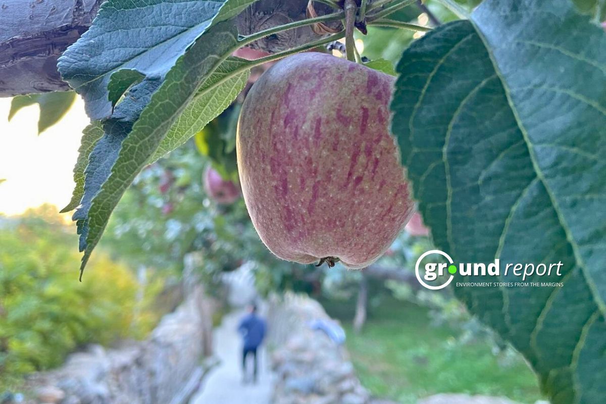 apple harvest in 2024 1