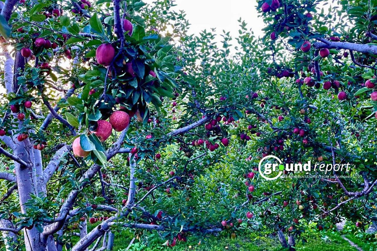 apple harvest in 2024 23