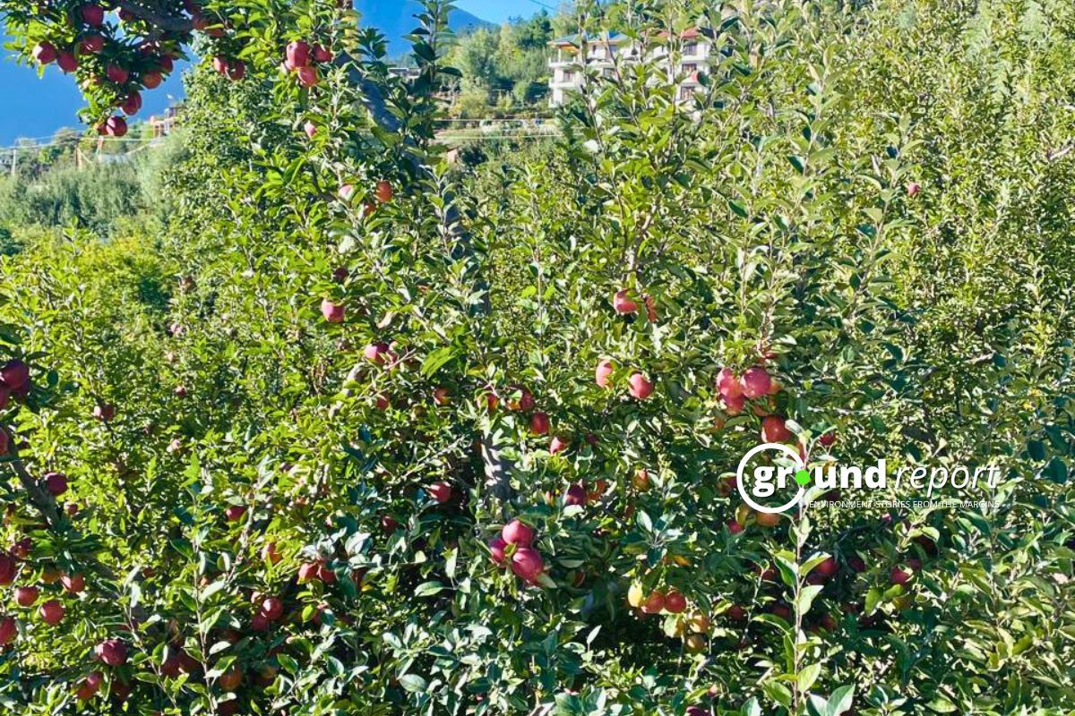 apple harvest in 2024