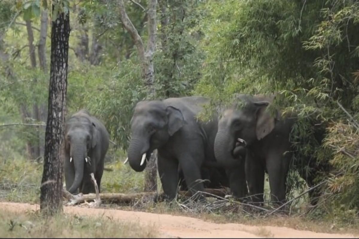 Elephants in Bandhavgarh