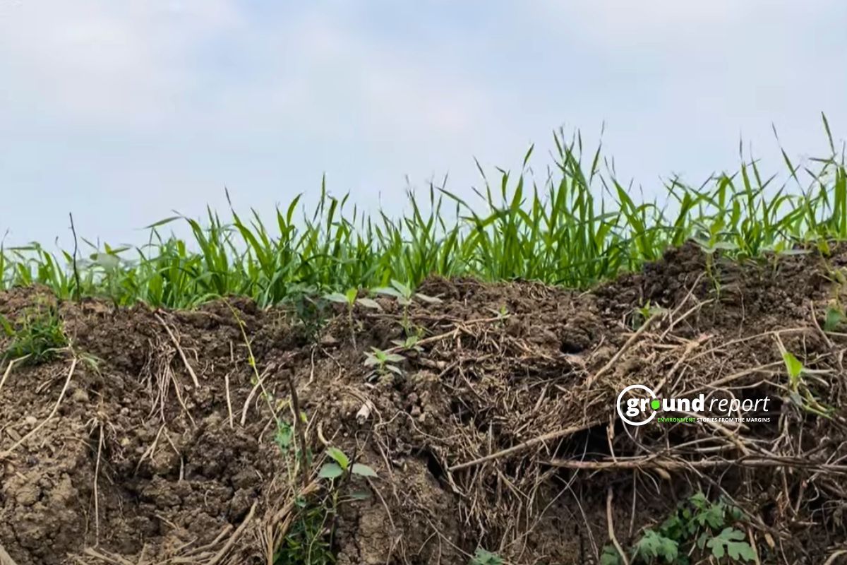 Soil Erosion in Wheat field in Sehore