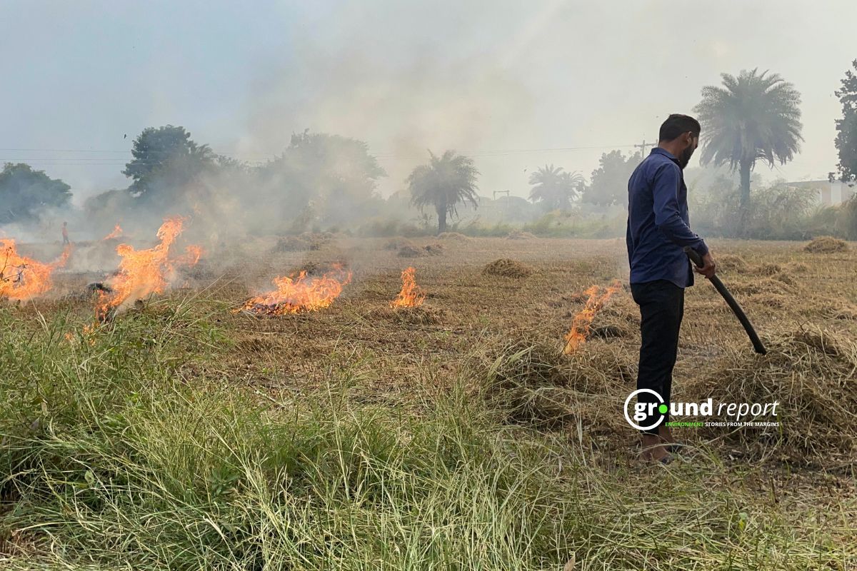 In Parliament: Maize proposed as paddy alternative to curb stubble burning