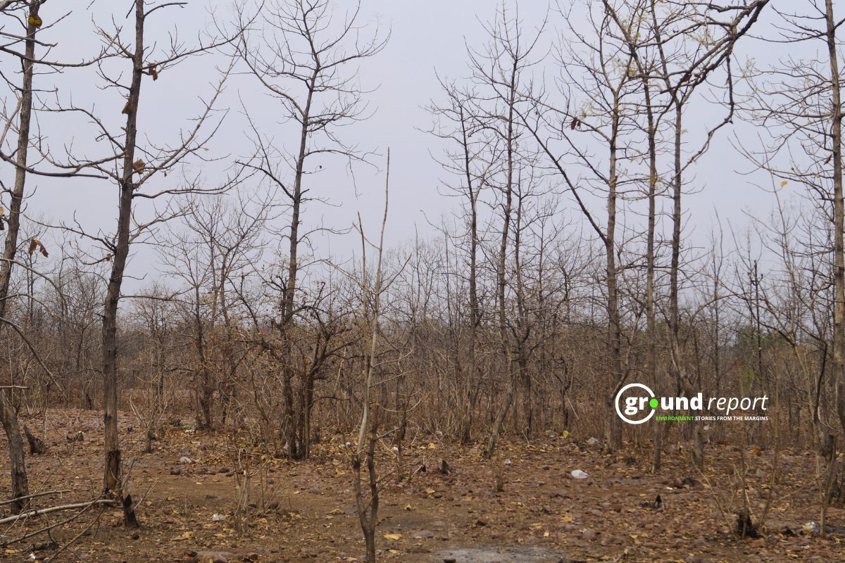 Forests of Madhya Pradesh