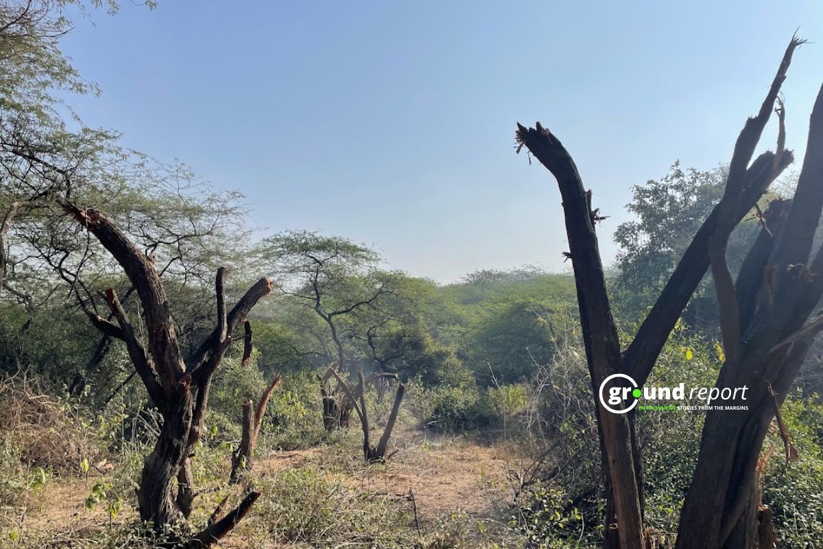 Madhya Pradesh Forest cover in 2024