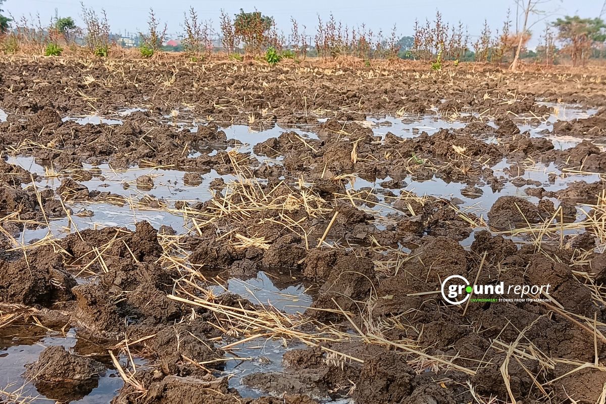 Delayed wheat sowing