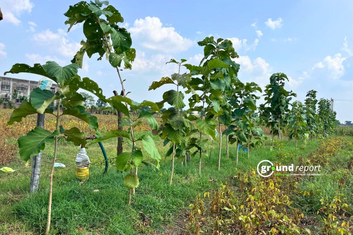 Trees in Farmland to stop soil erosion