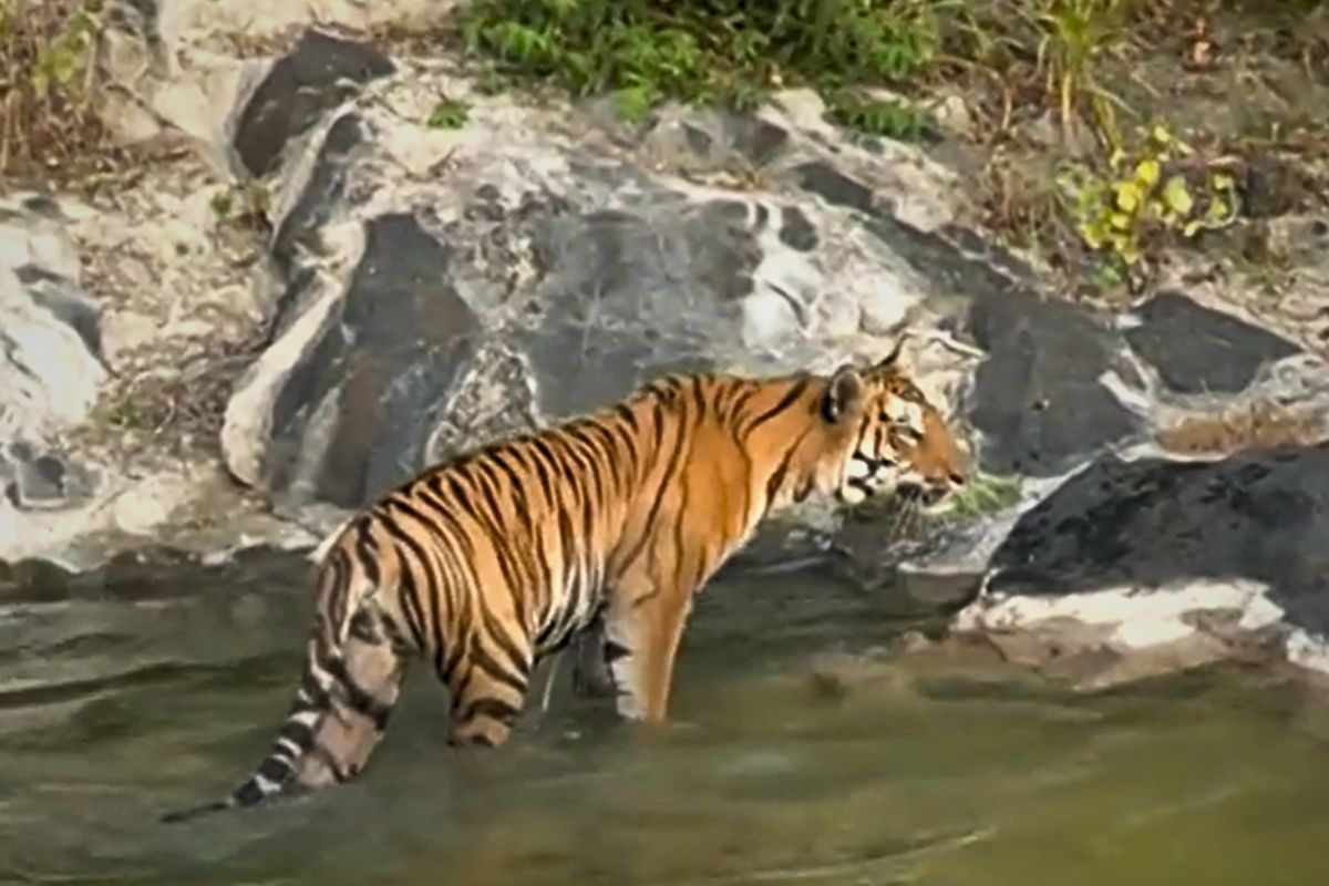 Tiger seen near Kerwa Kaliyasot area of Bhopal