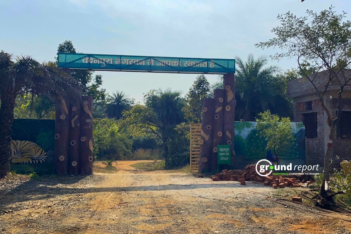 Chandanpura Urban Forest of Bhopal