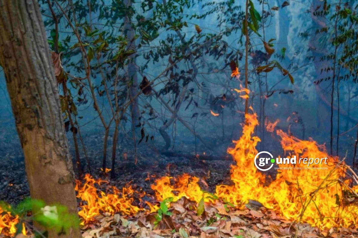 India records over 2 Lakh forest fires in 2024, MP among worst hit