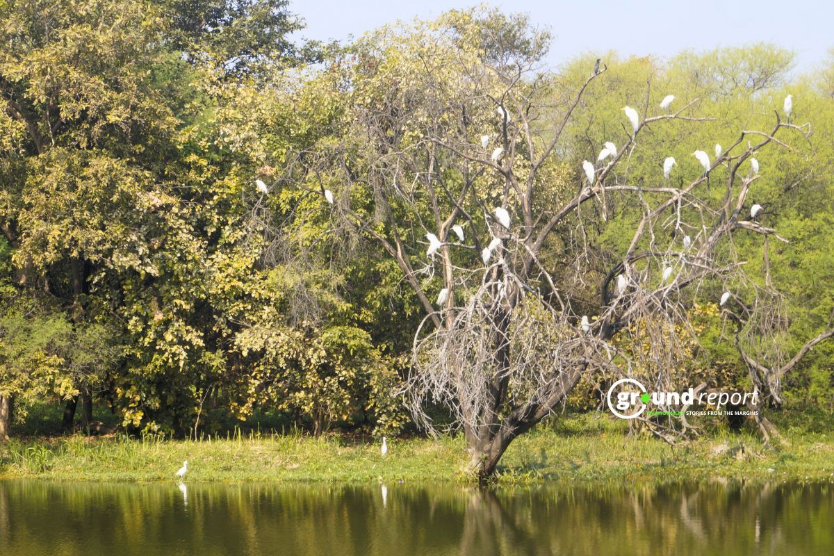 Birds sitting on the trees on the banks of Kulas River, the biodiversity of this area is quite rich.