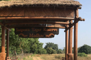 Satpura Tiger Reserve conducts wild animal census, counting underway