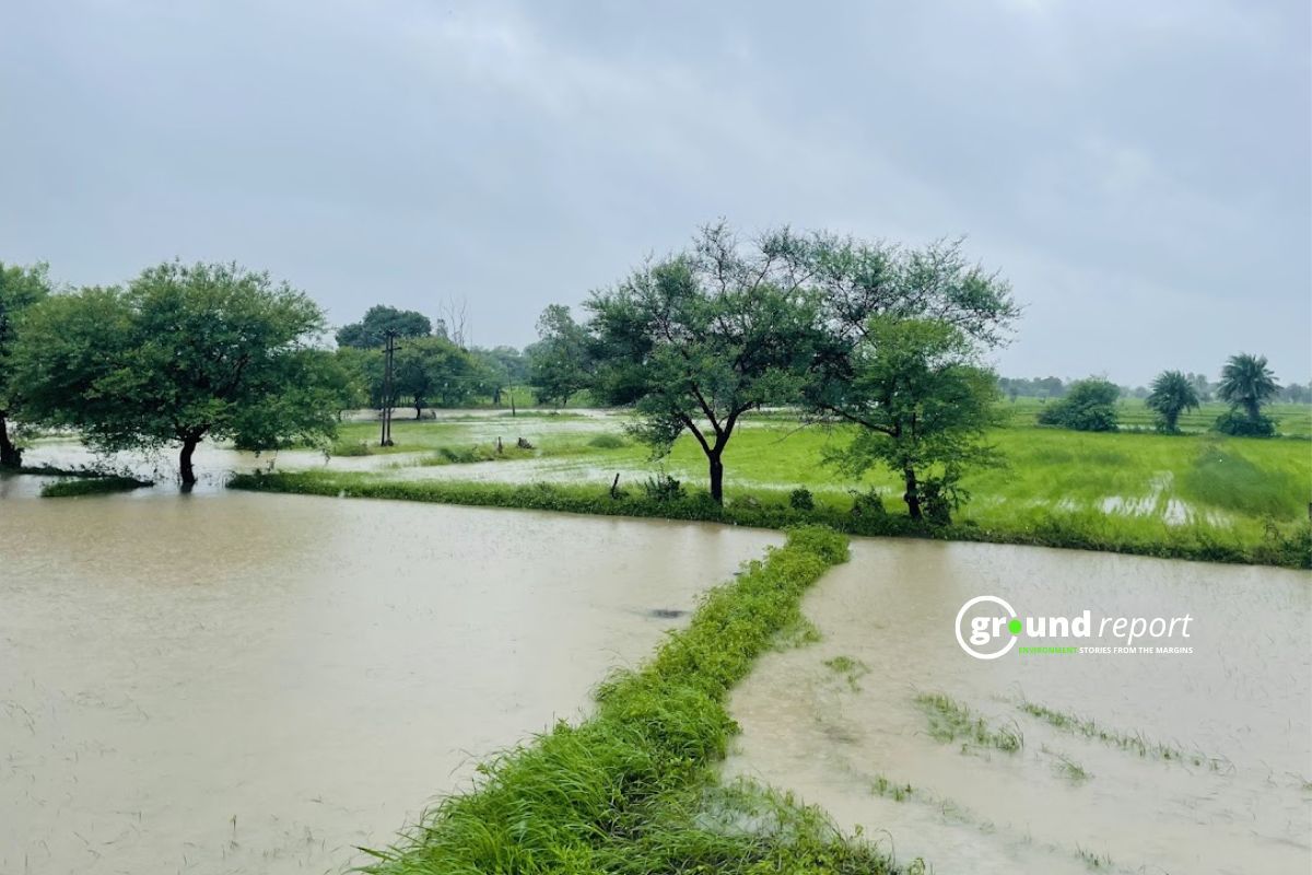 soybean 1135 water in field