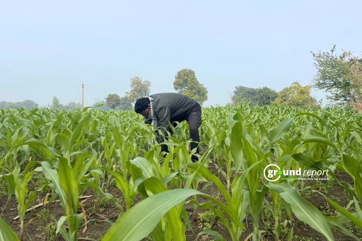 Maize farmer of Chhindwara