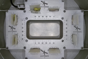 Life in space: ISRO's cowpea seeds germinate in just 4 days