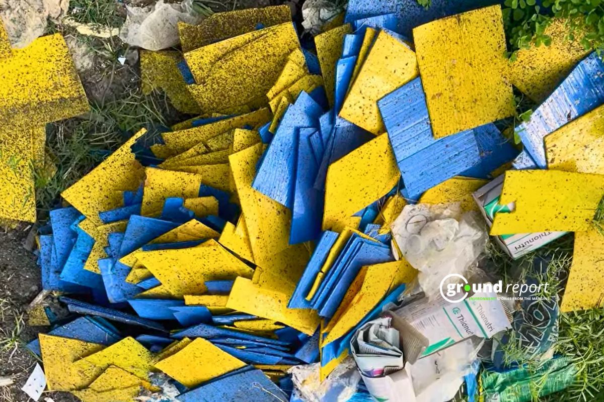 Sticky trap lying on Ground